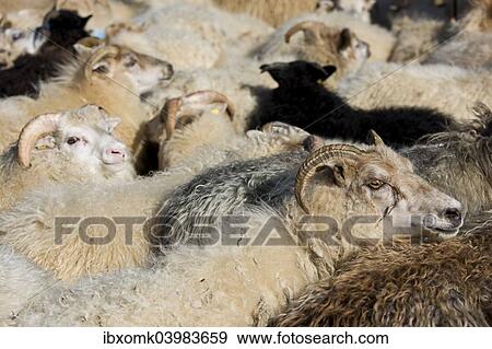 Stock Photo - "Flock of sheep, crowded in a pen, sheep transhumance, near Hofn, Iceland, Europe". Fotosearch