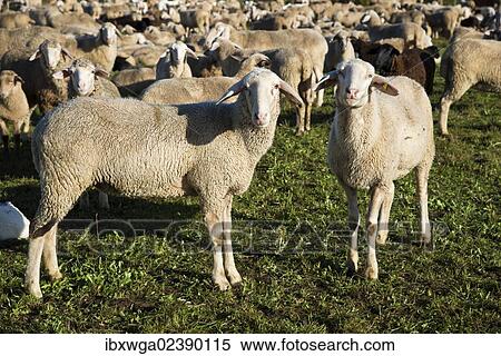"Flock of sheep, domestic sheep (Ovis orientalis aries), Swabian Alb, Baden-Wuerttemberg, Germany, Europe, PublicGround, Europe" View Large Photo Image Stock Photography - "Flock of sheep, domestic sheep (Ovis orientalis aries), Swabian Alb, Baden-Wuerttemberg, Germany, Europe, PublicGround, Europe". Fotosearch