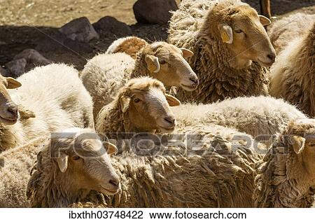 "Flock of sheep, El Cedro, La Gomera, Canary Islands, Spain, Europe" View Large Photo Image Stock Image - "Flock of sheep, El Cedro, La Gomera, Canary Islands, Spain, Europe". Fotosearch
