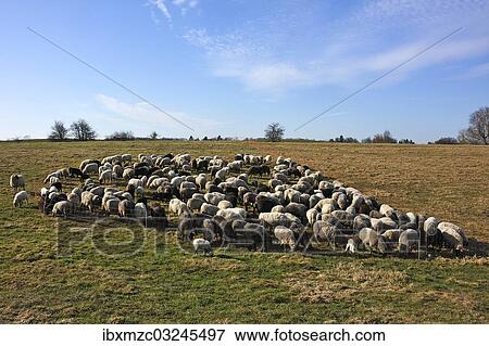Stock Photo - "Flock of sheep in a pen on a pasture in the morning light, Bentin, Mecklenburg-Western Pomerania, Germany, Europe". Fotosearch