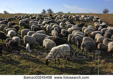 "Flock of sheep in a pen on a pasture in the morning light, Bentin, Mecklenburg-Western Pomerania, Germany, Europe" View Large Photo Image Stock Photo - "Flock of sheep in a pen on a pasture in the morning light, Bentin, Mecklenburg-Western Pomerania, Germany, Europe". Fotosearch