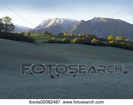 "Flock of sheep in the morning dew, Limestone Alps National Park near Windischgarsten, Austria, Europe" View Large Photo Image Stock Photo - "Flock of sheep in the morning dew, Limestone Alps National Park near Windischgarsten, Austria, Europe". Fotosearch