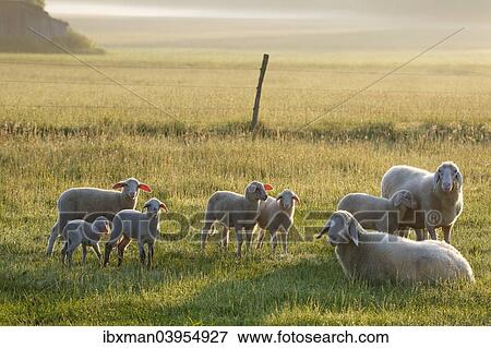 "Flock of sheep in the morning light on Simssee, Sochtenau, Chiemgau, Alpine foreland, Upper Bavaria, Bavaria, Germany, Europe" View Large Photo Image Stock Photo - "Flock of sheep in the morning light on Simssee, Sochtenau, Chiemgau, Alpine foreland, Upper Bavaria, Bavaria, Germany, Europe". Fotosearch
