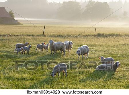"Flock of sheep in the morning light on Simssee, Sochtenau, Chiemgau, Alpine foreland, Upper Bavaria, Bavaria, Germany, Europe" View Large Photo Image Stock Photo - "Flock of sheep in the morning light on Simssee, Sochtenau, Chiemgau, Alpine foreland, Upper Bavaria, Bavaria, Germany, Europe". Fotosearch