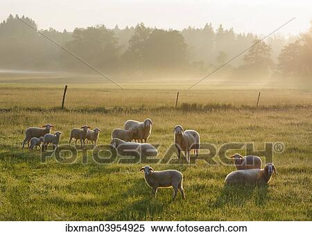 "Flock of sheep in the morning light on Simssee, Sochtenau, Chiemgau, Alpine foreland, Upper Bavaria, Bavaria, Germany, Europe" View Large Photo Image Stock Photography - "Flock of sheep in the morning light on Simssee, Sochtenau, Chiemgau, Alpine foreland, Upper Bavaria, Bavaria, Germany, Europe". Fotosearch
