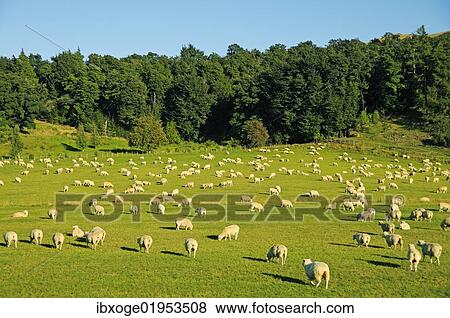 "Flock of sheep in the Southern Alps, South Island, New Zealand, Oceania" View Large Photo Image Stock Photo - "Flock of sheep in the Southern Alps, South Island, New Zealand, Oceania". Fotosearch