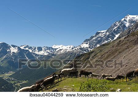 "Flock of sheep moving past a wayside cross, Zumpanell area, summit of Mt Ortler, Ortles, 3905 m, on the right, Ortler Alps, Stelvio National Park, near Sulden, Solda, Trentino-South Tyrol, Italy, Europe" View Large Photo Image Stock Photo - "Flock of sheep moving past a wayside cross, Zumpanell area, summit of Mt Ortler, Ortles, 3905 m, on the right, Ortler Alps, Stelvio National Park, near Sulden, Solda, Trentino-South Tyrol, Italy, Europe". Fotosearch