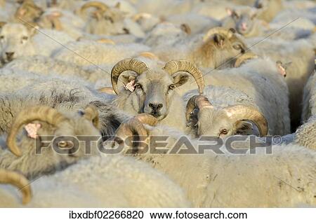 "Flock of sheep near Kirkjubaejarklaustur, southern Iceland, Iceland, Europe" View Large Photo Image Stock Image - "Flock of sheep near Kirkjubaejarklaustur, southern Iceland, Iceland, Europe". Fotosearch