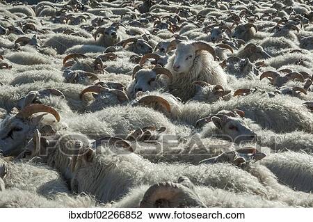 "Flock of sheep near Kirkjubaejarklaustur, southern Iceland, Iceland, Europe" View Large Photo Image Stock Image - "Flock of sheep near Kirkjubaejarklaustur, southern Iceland, Iceland, Europe". Fotosearch