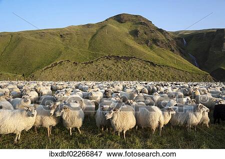 "Flock of sheep near Kirkjubaejarklaustur, green hills at the back, southern Iceland, Iceland, Europe" View Large Photo Image Stock Photo - "Flock of sheep near Kirkjubaejarklaustur, green hills at the back, southern Iceland, Iceland, Europe". Fotosearch