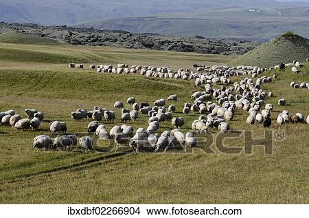 "Flock of sheep on a green meadow or pasture, bringing down sheep in Kirkjubaejarklaustur, South Iceland, Iceland, Europe" View Large Photo Image Picture - "Flock of sheep on a green meadow or pasture, bringing down sheep in Kirkjubaejarklaustur, South Iceland, Iceland, Europe". Fotosearch