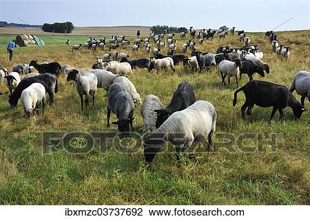 Stock Image - "Flock of sheep on a pasture, Bentin, Mecklenburg-Western Pomerania, Germany, Europe". Fotosearch