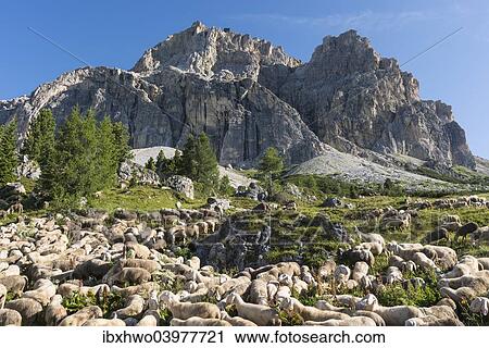 Stock Image - "Flock of sheep on Falzarego Pass, the Lagazuoi with cable car station at the back, Cortina d'Ampezzo, Veneto, Italy, Europe". Fotosearch
