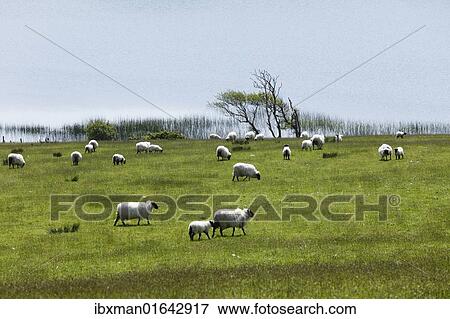 "Flock of sheep on pasture, Ballynakill Lake, Connemara, County Galway, Republic of Ireland, Europe" View Large Photo Image Stock Photo - "Flock of sheep on pasture, Ballynakill Lake, Connemara, County Galway, Republic of Ireland, Europe". Fotosearch