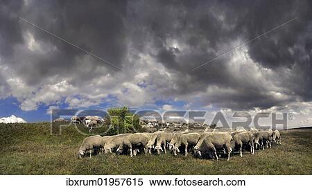 "Flock of sheep with storm clouds in the Altmuehltal nature park near Obereichstaett, Bavaria, Germany, Europe" View Large Photo Image Stock Photography - "Flock of sheep with storm clouds in the Altmuehltal nature park near Obereichstaett, Bavaria, Germany, Europe". Fotosearch