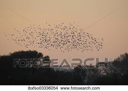 "Flock of Starlings (Sturnus vulgaris) in flight over their roost, Thuringia, Germany, Europe" View Large Photo Image Picture - "Flock of Starlings (Sturnus vulgaris) in flight over their roost, Thuringia, Germany, Europe". Fotosearch
