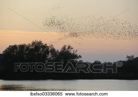 Stock Photography - "Flock of Starlings (Sturnus vulgaris) in flight over their roost, Thuringia, Germany, Europe". Fotosearch