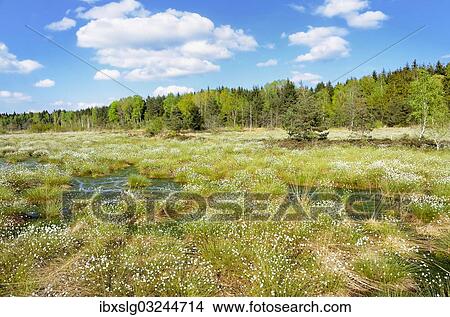 "Flooded bog with blooming Hare's-tail Cottongrass, Tussock Cottongrass or Sheathed Cottonsedge (Eriophorum vaginatum), Grundbeckenmoor marsh near Rosenheim, Inntal, Voralpenland, Raubling, Upper Bavaria, Bavaria, Germany, Europe" View Large Photo Image Picture - "Flooded bog with blooming Hare's-tail Cottongrass, Tussock Cottongrass or Sheathed Cottonsedge (Eriophorum vaginatum), Grundbeckenmoor marsh near Rosenheim, Inntal, Voralpenland, Raubling, Upper Bavaria, Bavaria, Germany, Europe". Fotosearch