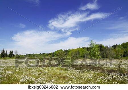 "Flooded bog with blooming Hare's-tail Cottongrass, Tussock Cottongrass or Sheathed Cottonsedge (Eriophorum vaginatum), Grundbeckenmoor marsh near Rosenheim, Inntal, Voralpenland, Raubling, Upper Bavaria, Bavaria, Germany, Europe" View Large Photo Image Stock Image - "Flooded bog with blooming Hare's-tail Cottongrass, Tussock Cottongrass or Sheathed Cottonsedge (Eriophorum vaginatum), Grundbeckenmoor marsh near Rosenheim, Inntal, Voralpenland, Raubling, Upper Bavaria, Bavaria, Germany, Europe". Fotosearch