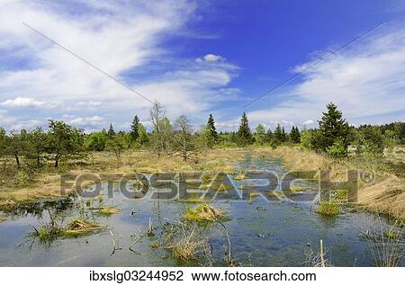 "Flooded bog with Peat Moss (Sphagnum sp. ) and dead pines, Grundbeckenmoor marsh near Rosenheim, Inntal, Voralpenland, Raubling, Upper Bavaria, Bavaria, Germany, Europe" View Large Photo Image Stock Image - "Flooded bog with Peat Moss (Sphagnum sp. ) and dead pines, Grundbeckenmoor marsh near Rosenheim, Inntal, Voralpenland, Raubling, Upper Bavaria, Bavaria, Germany, Europe". Fotosearch