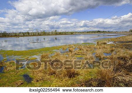 "Flooded peat cutting area with colonisation of peat moss and rushes, Stammbeckenmoor near Raubling, Alpine Uplands, Bavaria, Germany, Europe" View Large Photo Image Picture - "Flooded peat cutting area with colonisation of peat moss and rushes, Stammbeckenmoor near Raubling, Alpine Uplands, Bavaria, Germany, Europe". Fotosearch