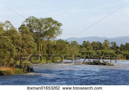 Stock Image - "Floodwaters on the Isar river, Ascholding Au floodplains, Geretsried, Upper Bavaria, Germany, Europe". Fotosearch