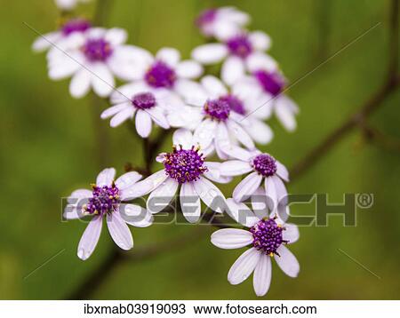 "Flor de Mayo (Pericallis webbii), endemic to the Canary Islands, La Palma, Canary Islands, Spain, Europe" View Large Photo Image Stock Image - "Flor de Mayo (Pericallis webbii), endemic to the Canary Islands, La Palma, Canary Islands, Spain, Europe". Fotosearch