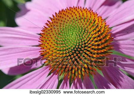 "Florets in a double spiral arrangement, purple coneflower (Echinacea purpurea), medicinal plant, immunostimulant" View Large Photo Image Stock Photography - "Florets in a double spiral arrangement, purple coneflower (Echinacea purpurea), medicinal plant, immunostimulant". Fotosearch