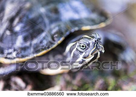 "Florida Redbelly Turtle (Pseudemys nelsoni), native to Florida" View Large Photo Image Stock Image - "Florida Redbelly Turtle (Pseudemys nelsoni), native to Florida". Fotosearch
