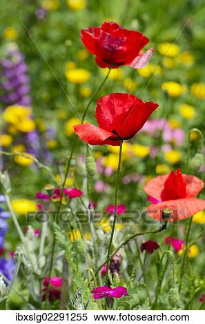 Flower bed with poppies (Papaver rhoeas) View Large Photo Image Stock Photography - Flower bed with poppies (Papaver rhoeas). Fotosearch