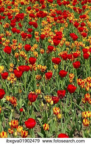 "Flower bed with tulips of the Red Gorgette and Colour Spectacle varieties, Dutch tulips (Tulipa)" View Large Photo Image Stock Photo - "Flower bed with tulips of the Red Gorgette and Colour Spectacle varieties, Dutch tulips (Tulipa)". Fotosearch