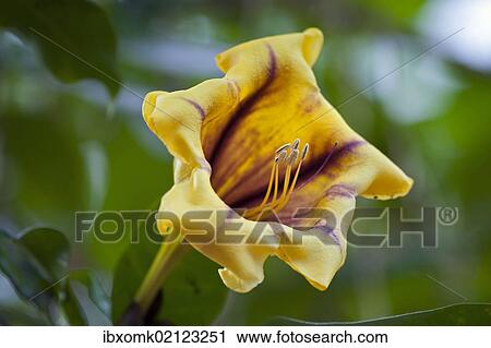 "Flower, Cup of Gold Vine or Golden Chalice Vine (Solandra maxima), Wilhelma, Stuttgart, Germany, Europe" View Large Photo Image Stock Image - "Flower, Cup of Gold Vine or Golden Chalice Vine (Solandra maxima), Wilhelma, Stuttgart, Germany, Europe". Fotosearch