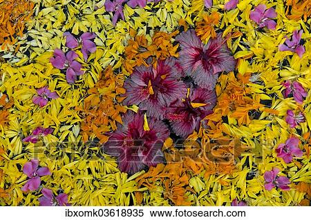 "Flower decoration in the water, Kerala, India, Asia" View Large Photo Image Stock Photography - "Flower decoration in the water, Kerala, India, Asia". Fotosearch