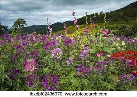 "Flower garden, Thung Dok Bua Tong, Amphoe Khun Yuam, Mae Hong Son Province, northern Thailand, Thailand, Asia" View Large Photo Image Stock Image - "Flower garden, Thung Dok Bua Tong, Amphoe Khun Yuam, Mae Hong Son Province, northern Thailand, Thailand, Asia". Fotosearch