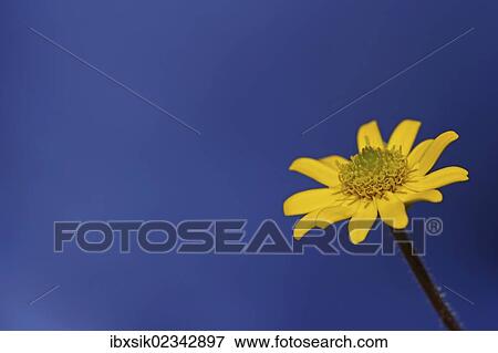 Stock Photo - Flower head of a Creeping Zinnia (Sanvitalia procumbens solaris). Fotosearch