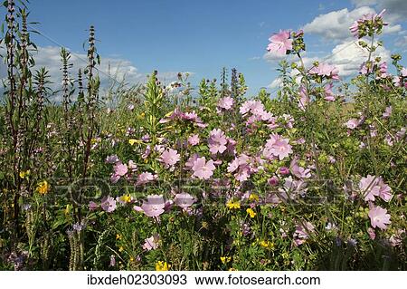 "Flower meadow, Allgaeu, Bavaria, Germany, Europe" View Large Photo Image Stock Image - "Flower meadow, Allgaeu, Bavaria, Germany, Europe". Fotosearch