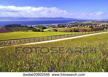 Stock Photograph - "Flower meadow and vineyard on Lake Neuchatel, near Concise, Yverdon-les-Bains, Canton of Vaud, Switzerland, Europe". Fotosearch