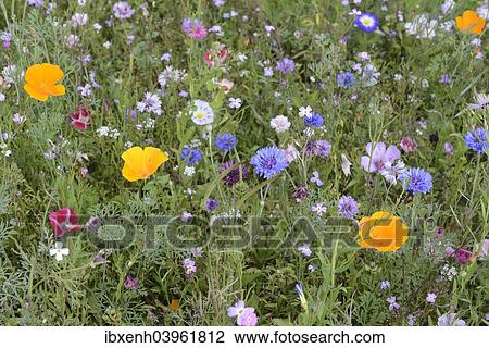 "Flower meadow, Brittany, France, Europe" View Large Photo Image Stock Image - "Flower meadow, Brittany, France, Europe". Fotosearch