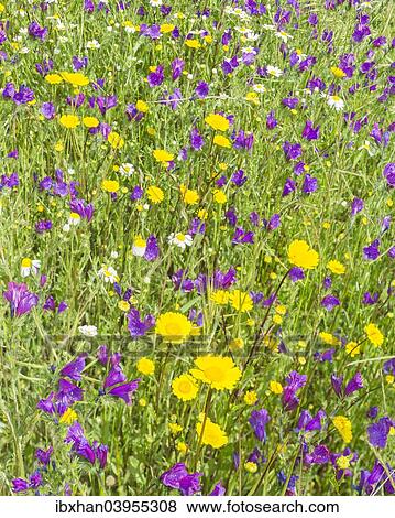 "Flower meadow, Extremadura, Spain, Europe" View Large Photo Image Stock Photo - "Flower meadow, Extremadura, Spain, Europe". Fotosearch