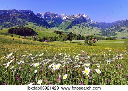 "Flower meadow in the Appenzell region, with views of the Alpstein massif with Mt Santis and Mt Altmann, Canton of Appenzell Innerrhoden, Appenzell, Switzerland, Europe" View Large Photo Image Stock Photo - "Flower meadow in the Appenzell region, with views of the Alpstein massif with Mt Santis and Mt Altmann, Canton of Appenzell Innerrhoden, Appenzell, Switzerland, Europe". Fotosearch