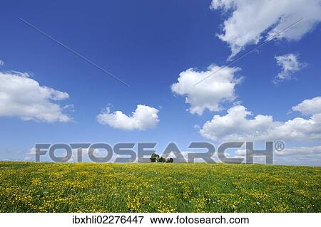 Stock Photo - "Flower meadow near Degerndorf, Maria-Dank-Kapelle chapel at back, community of Muensing, Five-Lakes region, Upper Bavaria, Bavaria, Germany, Europe, PublicGround, Europe". Fotosearch