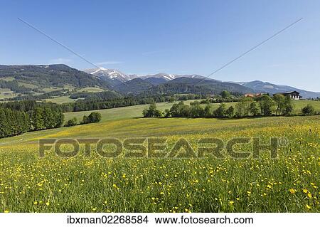 "Flower meadow near Seckau, Seckauer Alps, Upper Styria, Styria, Austria, Europe" View Large Photo Image Picture - "Flower meadow near Seckau, Seckauer Alps, Upper Styria, Styria, Austria, Europe". Fotosearch