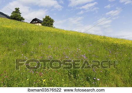"Flower meadow, Oberamlach, Spittal an der Drau, Carinthia, Austria, Europe" View Large Photo Image Stock Image - "Flower meadow, Oberamlach, Spittal an der Drau, Carinthia, Austria, Europe". Fotosearch