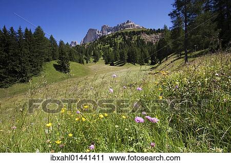 "Flower meadow with a rose garden, Passo di Costalunga, South Tyrol, Italy, Europe" View Large Photo Image Stock Image - "Flower meadow with a rose garden, Passo di Costalunga, South Tyrol, Italy, Europe". Fotosearch