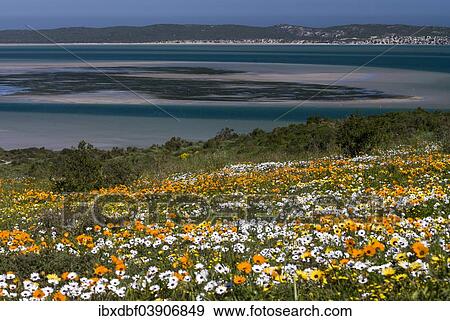 "Flower meadow with African Daisy or Cape Marigold (Osteospermum ecklonis) and Livingstone Daisy (Dorotheanthus bellidiformis), coast, West Coast National Park, Western Cape Province, South Africa, Africa" View Large Photo Image Stock Photo - "Flower meadow with African Daisy or Cape Marigold (Osteospermum ecklonis) and Livingstone Daisy (Dorotheanthus bellidiformis), coast, West Coast National Park, Western Cape Province, South Africa, Africa". Fotosearch