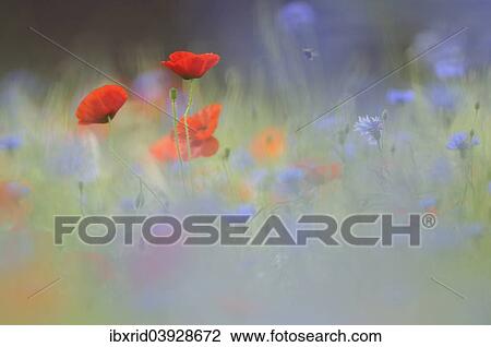 Flower meadow with corn poppy (Papaver rhoeas) View Large Photo Image Stock Image - Flower meadow with corn poppy (Papaver rhoeas). Fotosearch