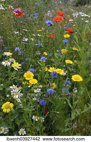 "Flower meadow with Cornflowers (Centaurea cyanus), Corn Marigold (Chrysanthemum segetum), Sea Mayweed (Tripleurospermum maritimum ssp. inodorum) and Corn Poppies (Papaver rhoeas), Emsland, Lower Saxony, Germany, Europe" View Large Photo Image Stock Image - "Flower meadow with Cornflowers (Centaurea cyanus), Corn Marigold (Chrysanthemum segetum), Sea Mayweed (Tripleurospermum maritimum ssp. inodorum) and Corn Poppies (Papaver rhoeas), Emsland, Lower Saxony, Germany, Europe". Fotosearch