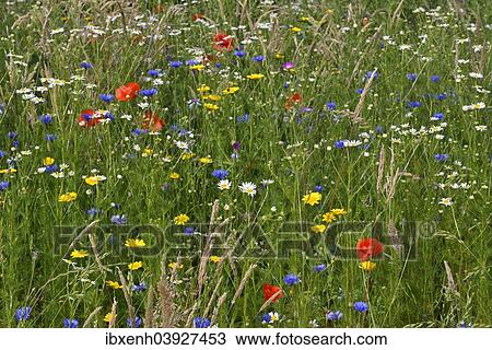 "Flower meadow with Cornflowers (Centaurea cyanus), Corn Marigold (Chrysanthemum segetum), Sea Mayweed (Tripleurospermum maritimum ssp. inodorum) and Corn Poppies (Papaver rhoeas), Emsland, Lower Saxony, Germany, Europe" View Large Photo Image Stock Image - "Flower meadow with Cornflowers (Centaurea cyanus), Corn Marigold (Chrysanthemum segetum), Sea Mayweed (Tripleurospermum maritimum ssp. inodorum) and Corn Poppies (Papaver rhoeas), Emsland, Lower Saxony, Germany, Europe". Fotosearch