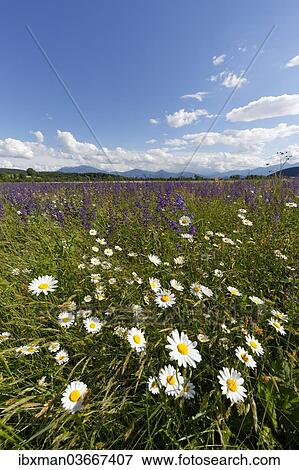 "Flower meadow with Daisies (Leucanthemum) and Meadow Sage (Salvia pratensis), Volkermarkt, Carinthia, Austria, Europe" View Large Photo Image Stock Photo - "Flower meadow with Daisies (Leucanthemum) and Meadow Sage (Salvia pratensis), Volkermarkt, Carinthia, Austria, Europe". Fotosearch