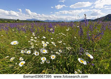 Stock Photography - "Flower meadow with Daisies (Leucanthemum) and Meadow Sage (Salvia pratensis), Volkermarkt, Carinthia, Austria, Europe". Fotosearch